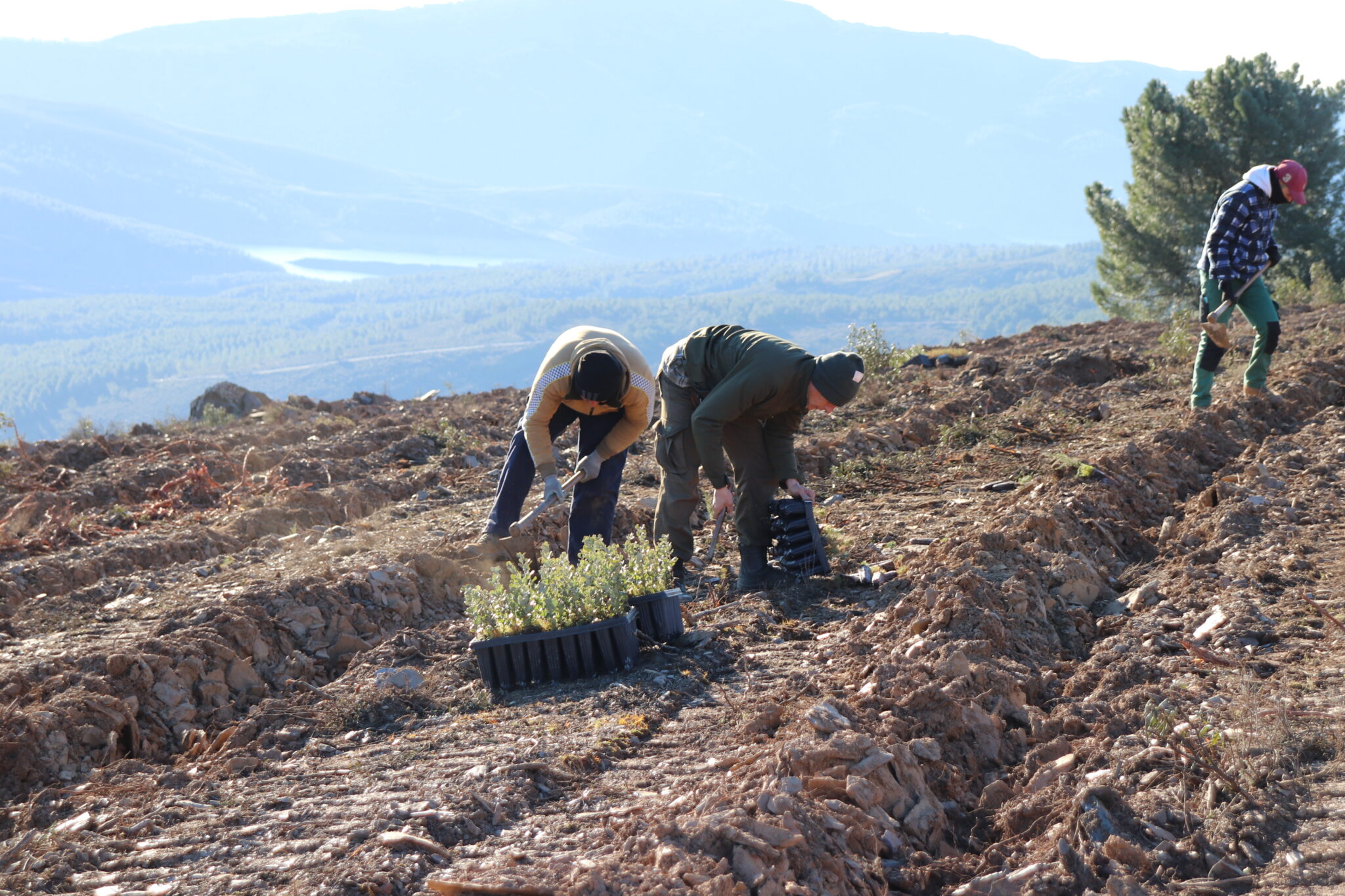 Cómo se lleva a cabo la maravilla verde: El arte de la reforestación ...