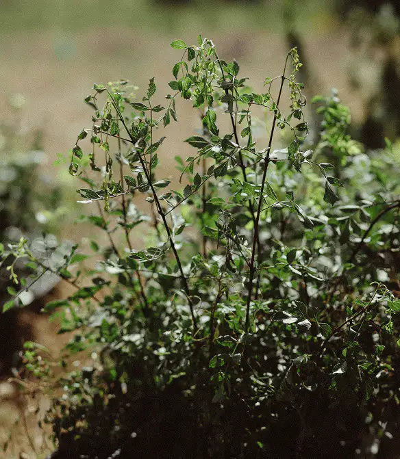 Certificaciones internacionales