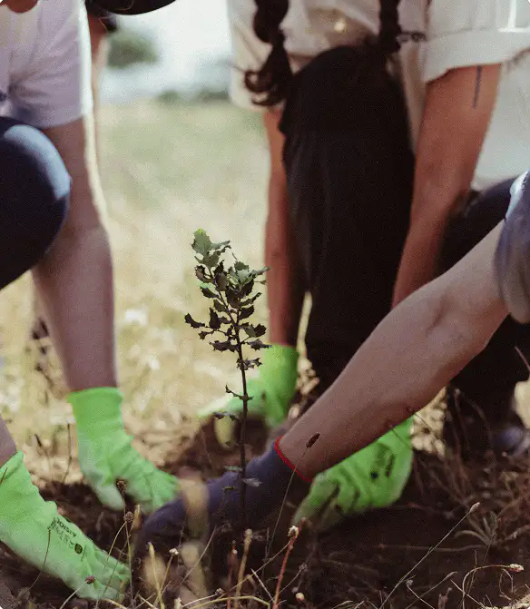 Plantación de árbol