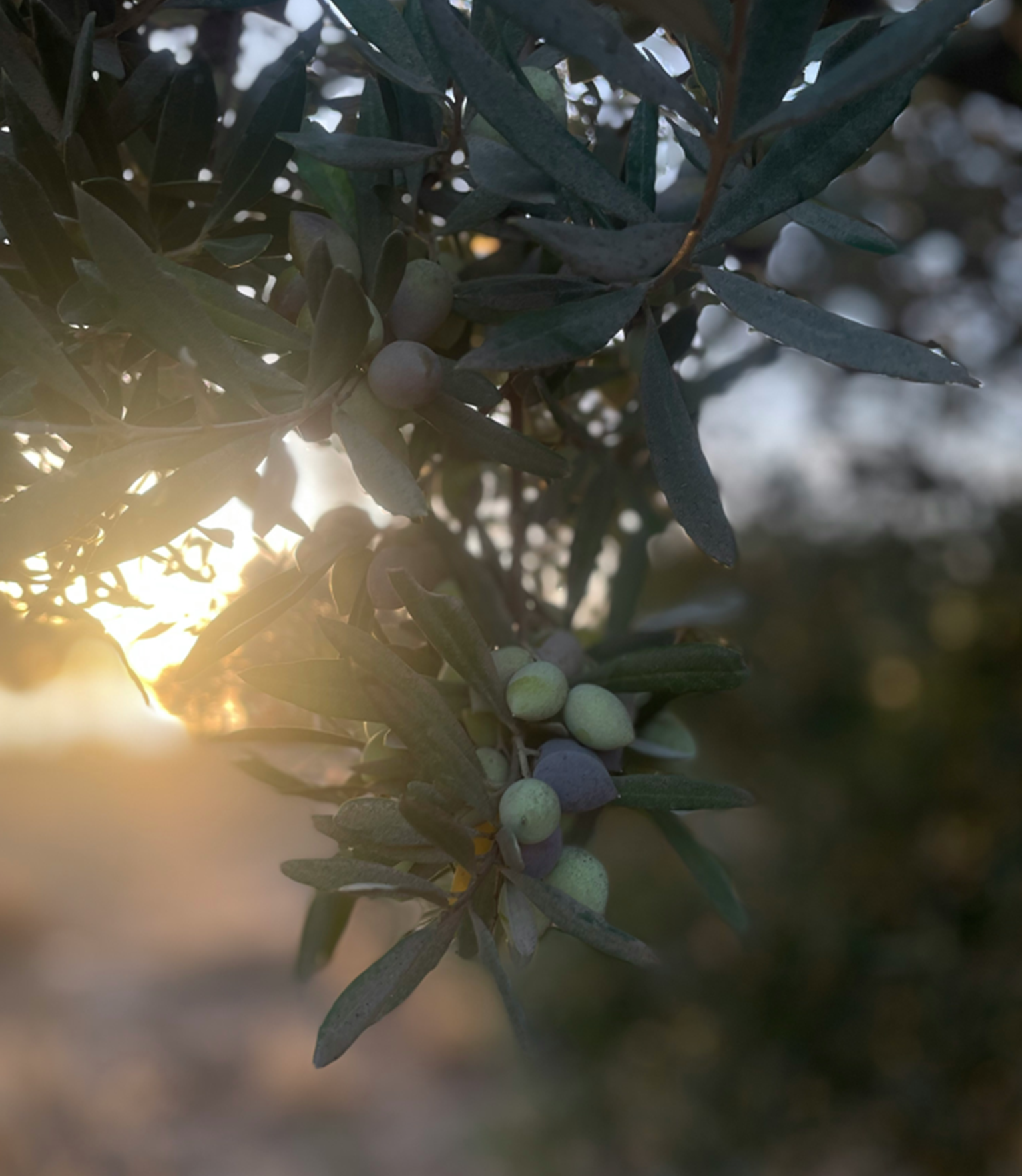 agricultura de carbono en frutal de árbol y olivar de secano al amanece